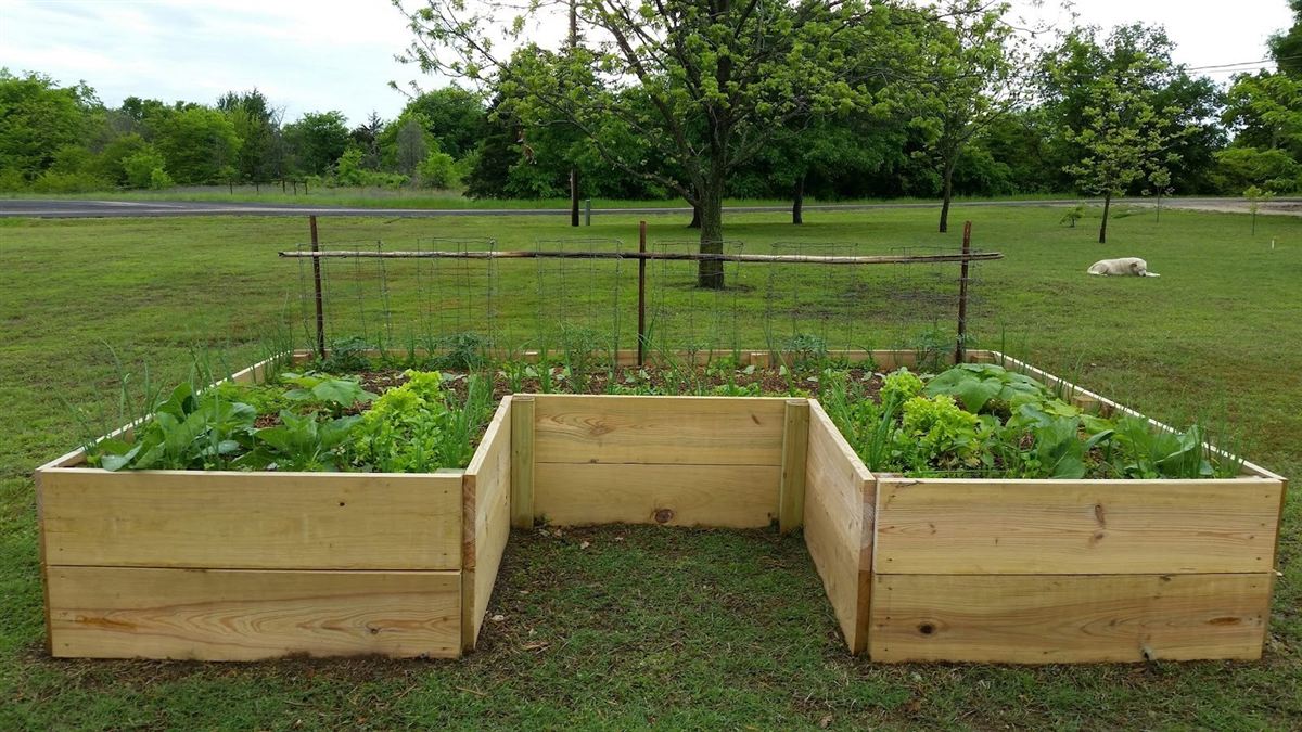 Thriving raised bed garden using companion planting